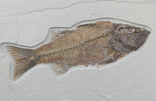 A beautiful fossil Mioplosus from Warfield Quarry showing its sleek body shape.